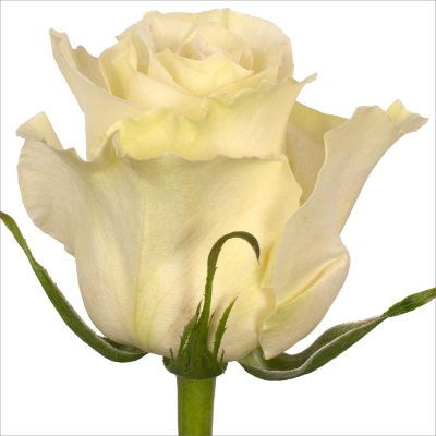 Roses - Mondial - 100 Stems