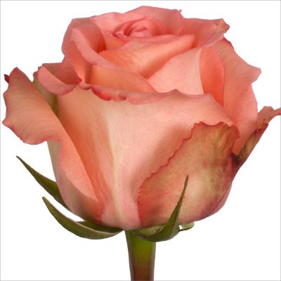Roses - Imagination - 100 Stems