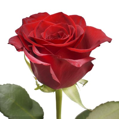 Roses - Freedom - 100 Stems