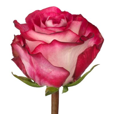 Roses - Riviera - 100 Stems
