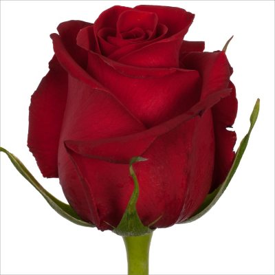 Roses - Forever Young - 100 Stems