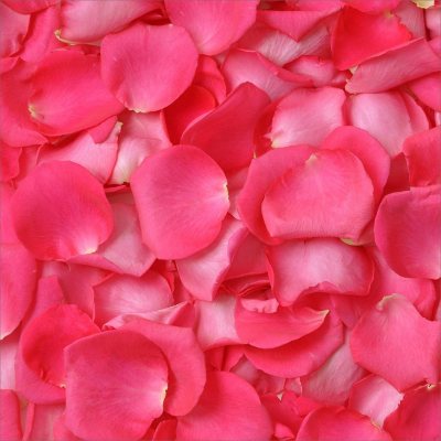 Rose Petals - Hot Pink