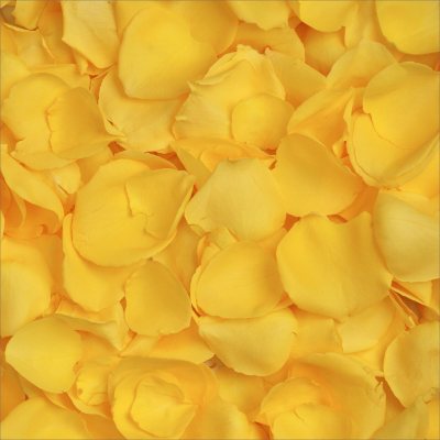 Rose Petals - Yellow