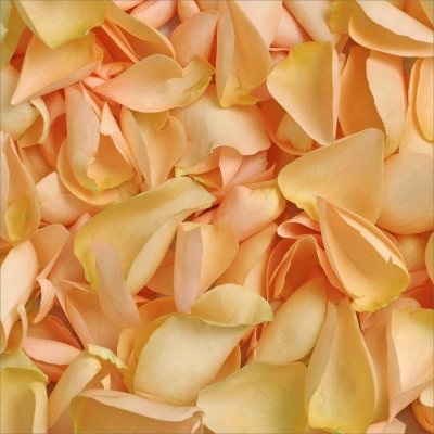 Rose Petals - Peach