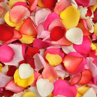 Rose Petals - Rainbow