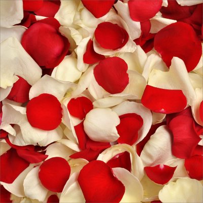 Rose Petals - Red and White