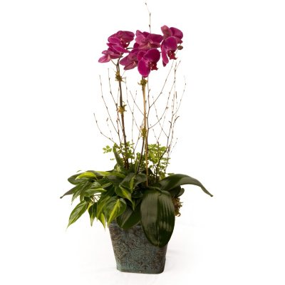 7" Phalaenopsis Garden