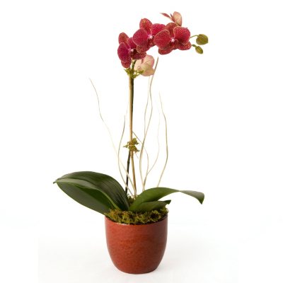 5" Phalaenopsis Garden