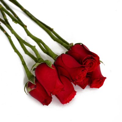 Do It Yourself Red Roses – 100 pk.