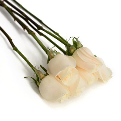 Do It Yourself White Roses – 100 pk.