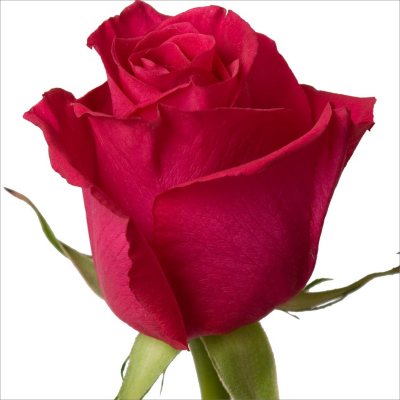 Roses - High & Mora - 100 Stems