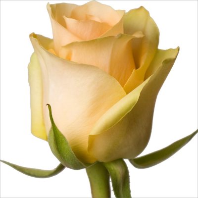 Roses - Nectarine - 100 Stems