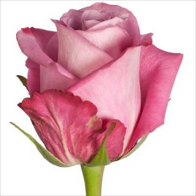 Roses - Opus - 100 Stems