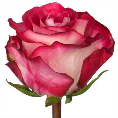 Roses - Riviera - 100 Stems