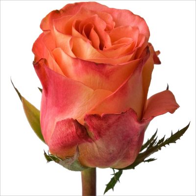 Roses - Wild Spirit - 100 Stems