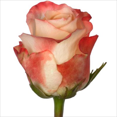 Roses - Farfalla - 100 Stems