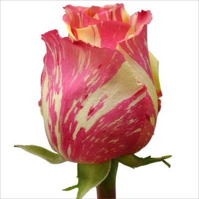 Roses - Fiesta - 125 Stems