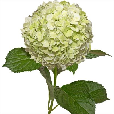 Hydrangeas  Kiwi 12 Stems  Sam39;s Club