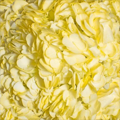 Hydrangeas - Yellow - 26 Stems