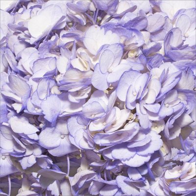 Hydrangeas - Lavender - 26 Stems