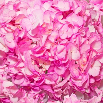Hydrangeas - Hot Pink - 26 Stems