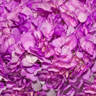 Hydrangeas - Lilac - 26 Stems