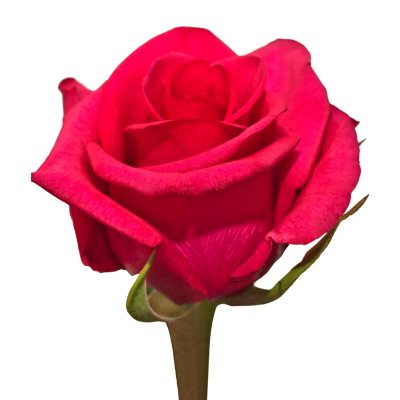 Tenerife Roses  - 50 Stems