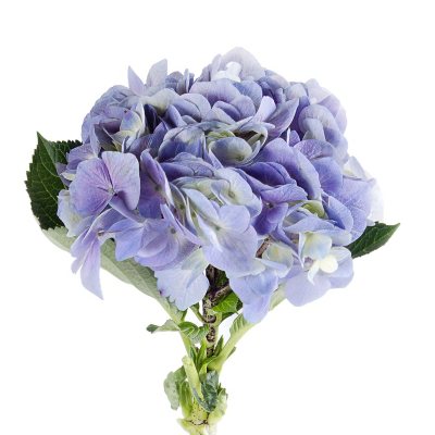 Hydrageas - Elite Lavender - 26 Stems