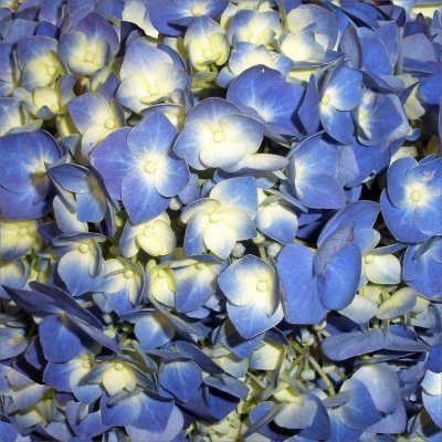 Hydrangeas - Shocking Blue - 26 Stems