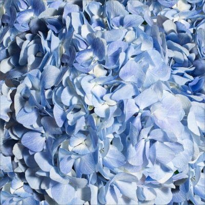 Hydrangeas - Blue - 30 Stems