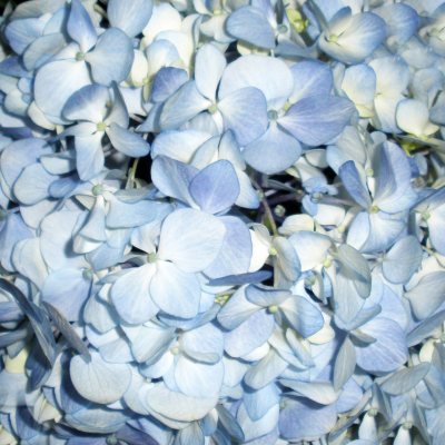 Jumbo Hydrangeas - Blue - 12 Stems