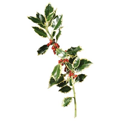 Variegated Holly - 5 pk.