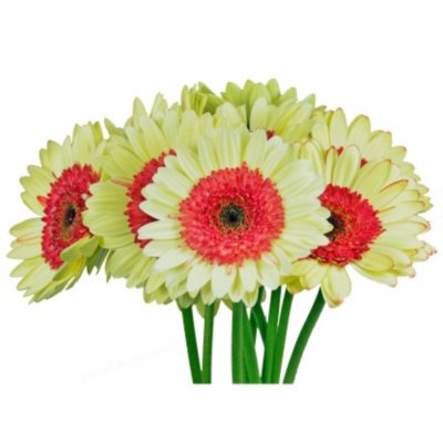 Gerbera Daisy