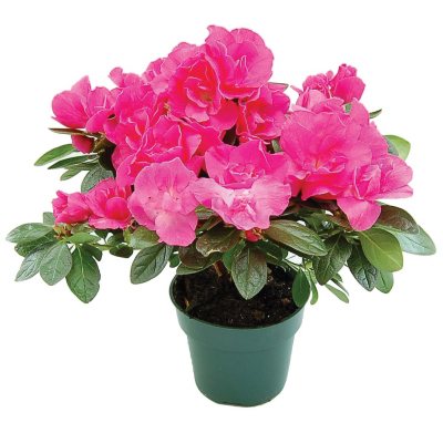 6" Keepsake Azalea Tree - Pink - 4 pk.