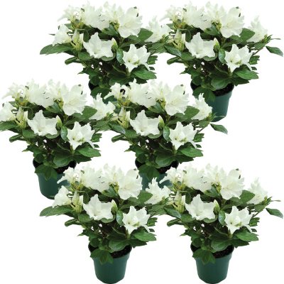 4.5" White Keepsake Azalea - 6 pk.