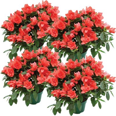 6" Keepsake Azalea - Coral - 4 pk.