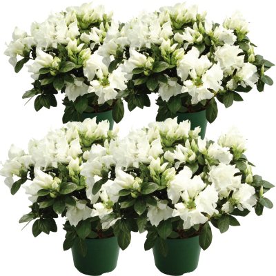 6" Keepsake Azalea - White - 4 pk.