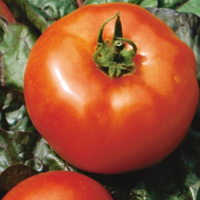 Organic Big Boy Tomato Plants - 3 pk.