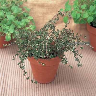 Organic Thyme Herb Plants - Package of 3