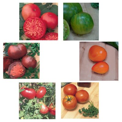 Organic Heirloom Tomato Collection of Plants - Package of 6