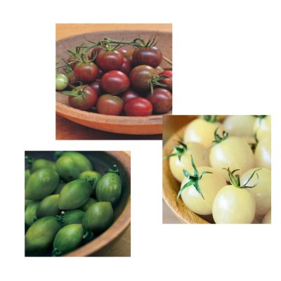 Organic Unique & Wild Tomato Collection of Plants -  Package of 6