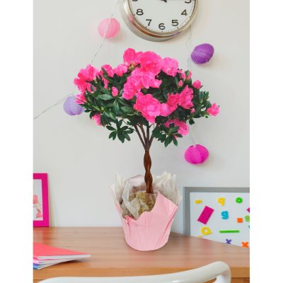 azalea braided tree plants trunk pink samsclub club potted sam