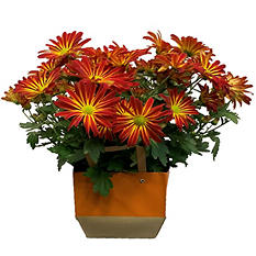 potted plants samsclub