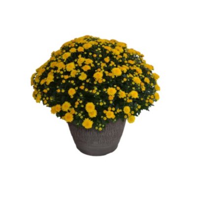 Large 14" Mum Planter