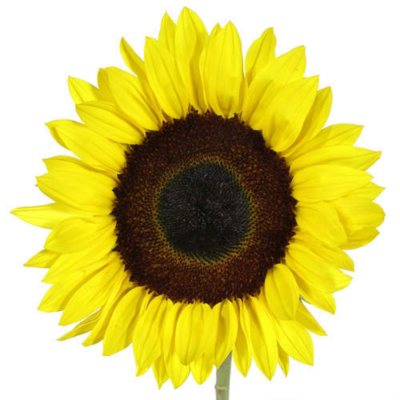 Sunflowers - Yellow - 80 Stems