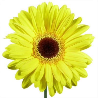 Gerbera Daisies - Yellow - 80 Stems