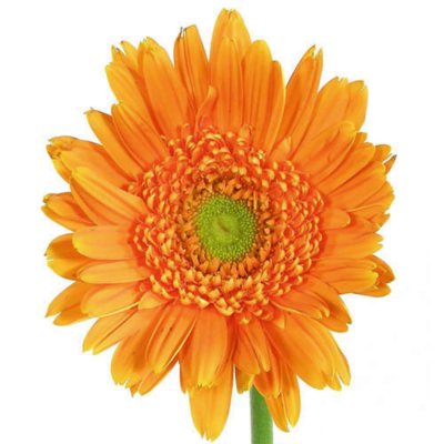 Gerbera Daisies - Orange - 80 Stems