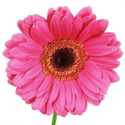 Gerbera Daisies - Hot Pink - 80 Stems