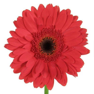 Gerbera Daisies - Red - 80 Stems