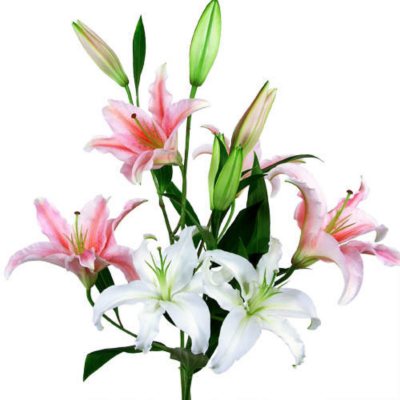 Oriental Lily - Pink & White - 80 Stems   